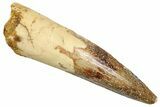 Fossil Spinosaurus Tooth - Real Fossil Tooth #370707-1